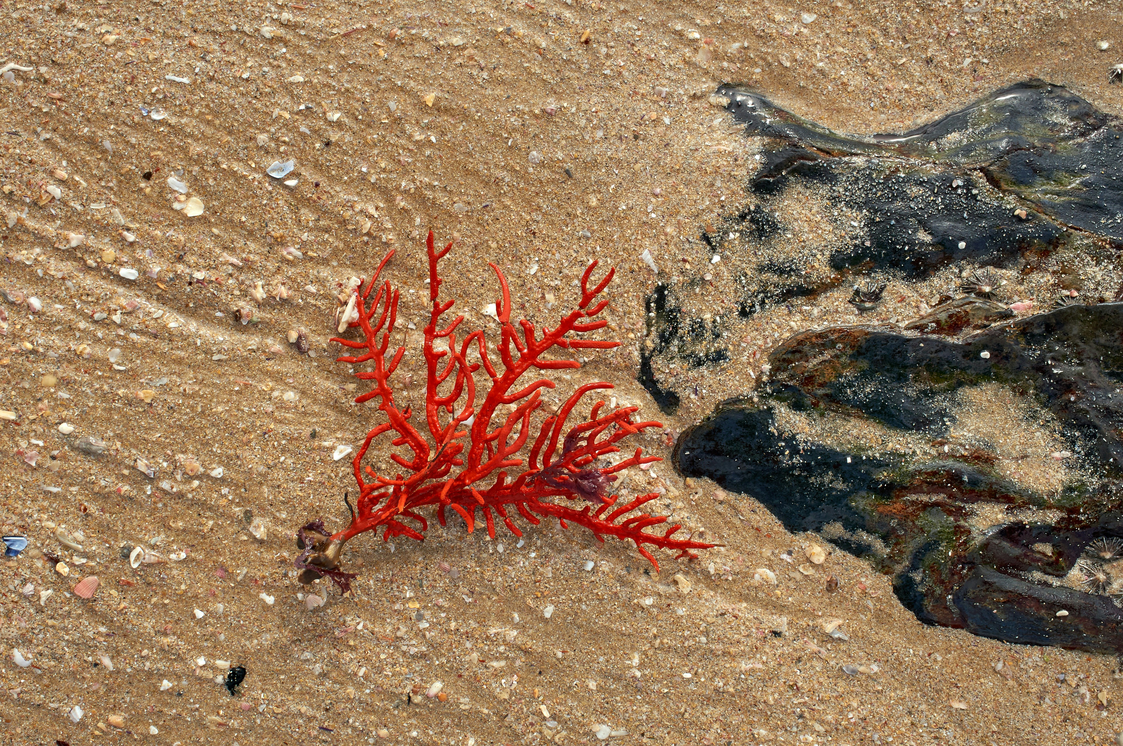 red plant on brown sand